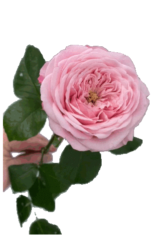 Gardenrose Sticker by Viproses