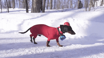 Crusoegifs dachshunds snowsuits funny dachshunds snow suit GIF