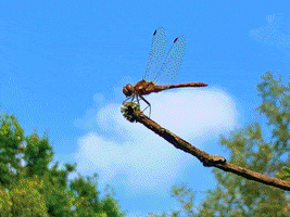 Nature GIF