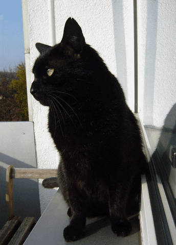 black cat
