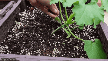 Tonys Exploration- Home Garden Via Youtube GIF