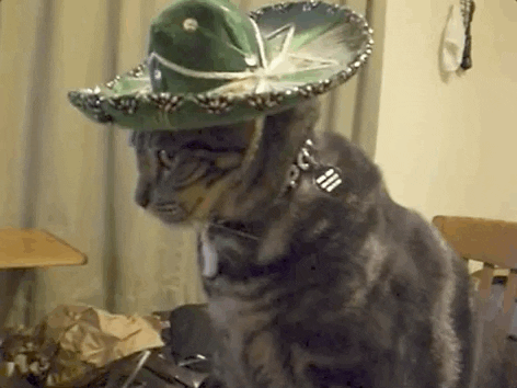 Cinco De Mayo Reaction GIF - Find & Share on GIPHY
