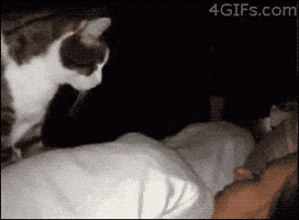 Wake Up Cat GIF