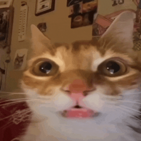 No Way Silly Cat GIF
