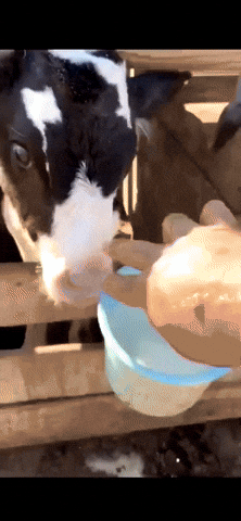 Hungry Mood GIF by JustViral.Net