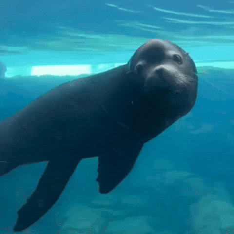 Sea Lion GIF by Aquarium of the Pacific