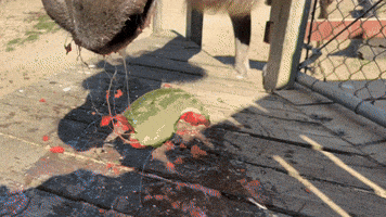 GIF by Oakland Zoo