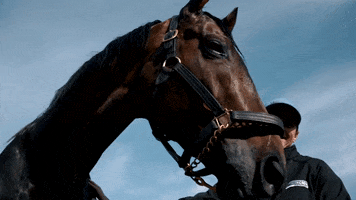 I Am Horse Racing GIF