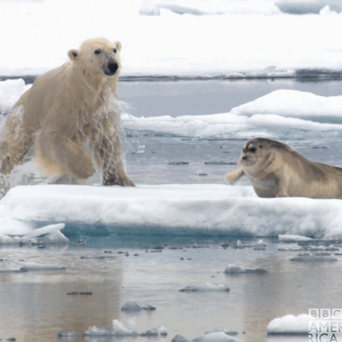 polar bear earth GIF by BBC America