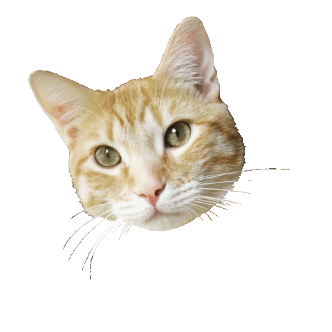 Cat Sticker