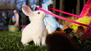 rabbit spring GIF