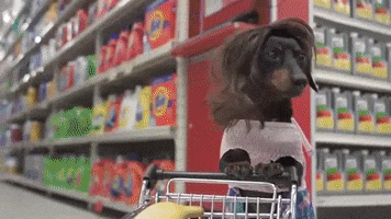 Crusoegifs grocery groceries funny dogs grocery shopping GIF