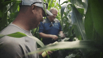 channelseed agriculture farmer corn farming GIF
