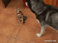 high five dog and cat