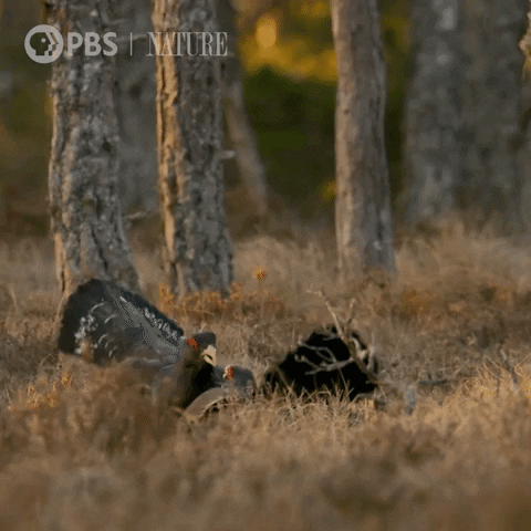 Pbs Nature Fight GIF by Nature on PBS