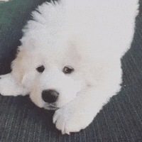 cute puppy GIF