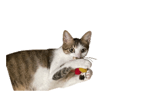 Cat Sticker