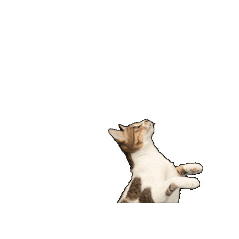25Cats Sticker by Gray Hat Films
