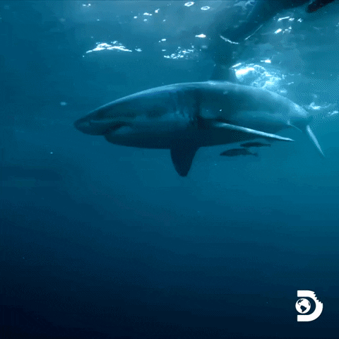Explore Belly Of The Beast GIF by Shark Week