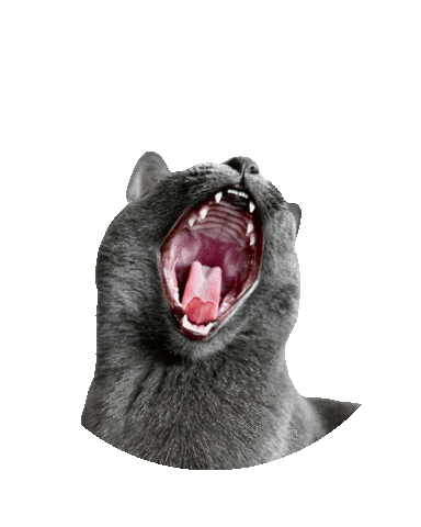 Cat Sticker