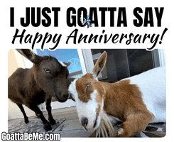 Pets Anniversary GIF by Goatta Be Me Goats! Adventures of Java, Toffee, Pumpkin and Cookie!!