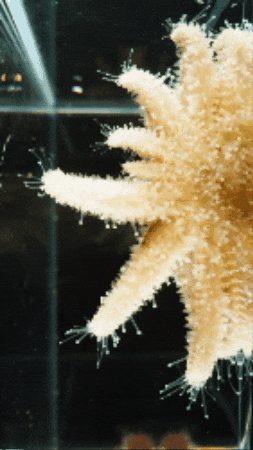 Sea Star GIF by Monterey Bay Aquarium