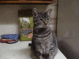 Video gif. Gray shorthair cat remains expressionless while raising its small paw to high-five a human hand.