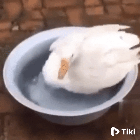 Duck Lol GIF by TikiIndia