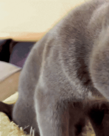 Meow Meow Meow Love GIF