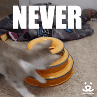 excited never give up GIF by Best Friends Animal Society