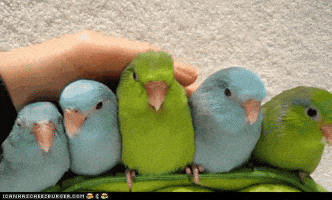 too cute birds GIF