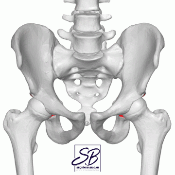 drseckinbasilgan hip orthopedics ortopedi seckin GIF