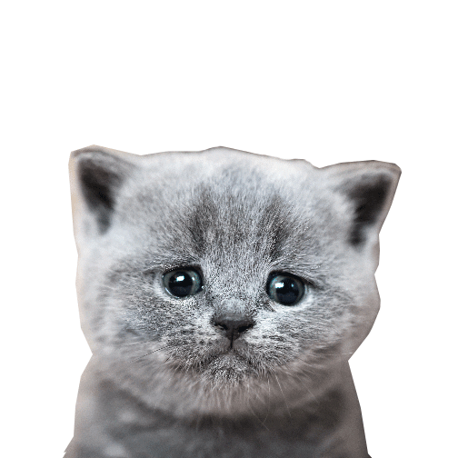 Sad Cat Sticker by Jess Mac
