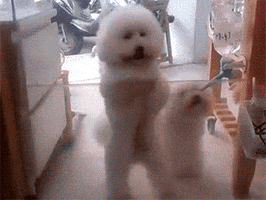 dog pet GIF
