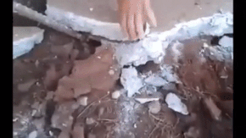 rats GIF