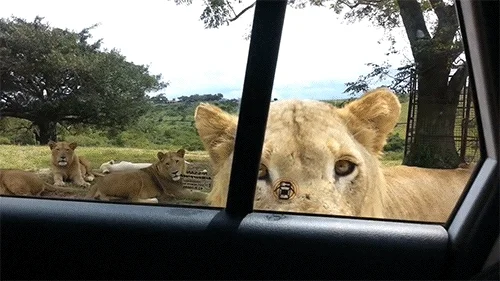 safari park door GIF