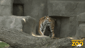 Surprised Fun GIF by Brookfield Zoo
