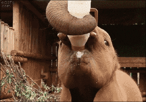 baby elephant GIF
