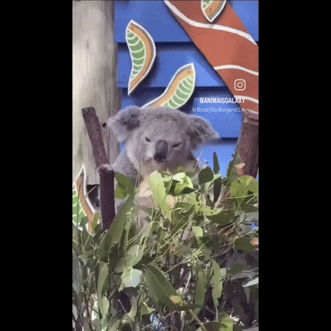 Koala Goon GIF