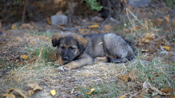 Dog GIF