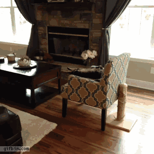 GIF DA GIPHY SCARICA