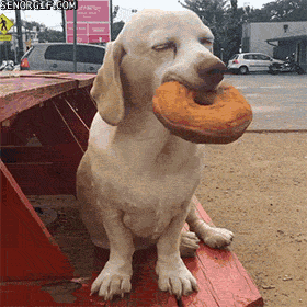 Dogs Wtf GIF - Find & Share on GIPHY