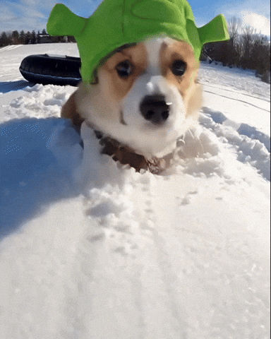 Corgi Cutecorgi GIF