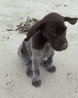 Flying German Shorthaired Pointer GIF by Rover.com