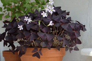 Szczawik GIF