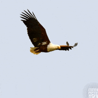Flight-of-the-eagles GIFs - Get the best GIF on GIPHY Flight-of-the-eagles GIFs - Get the best GIF on GIPHY