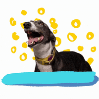 Love It Dog GIF by Greyhound Rescue
