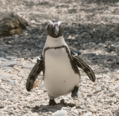 Coming San Diego GIF by San Diego Zoo Wildlife Alliance by sandiegozoo