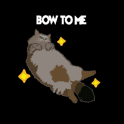 Cat Bow To Me GIF