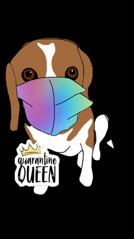 Quarantine Beagle GIF